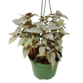 Pilea Ellen - In 6" Pot