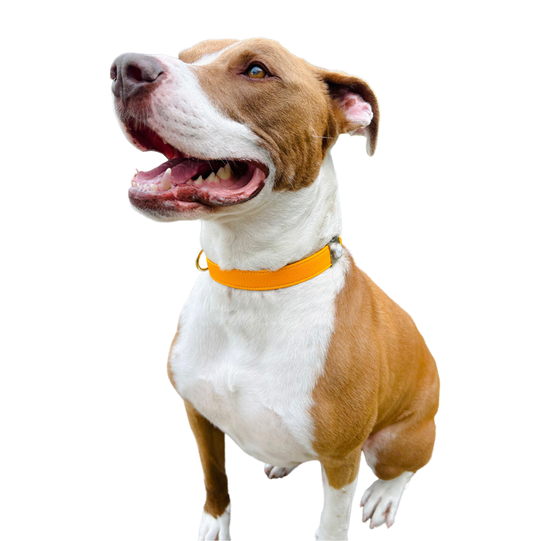 Yellow Cactus Leather Pet Collar Limited Edition