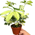 Schefflera Trinette