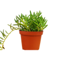 Senecio Succulent 'Fish Hooks'