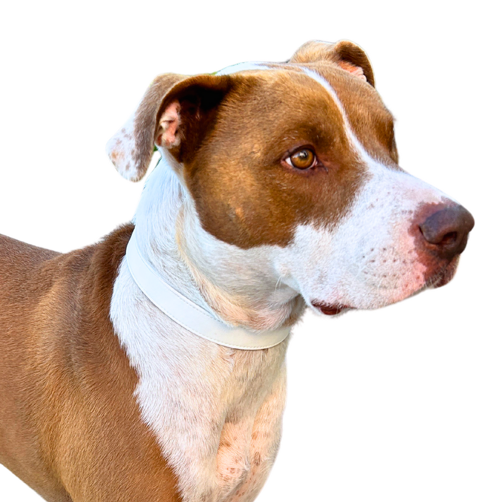 Starlight White Cactus Collar