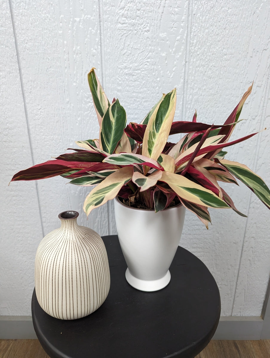 Socialite Triostar Tropical Houseplant