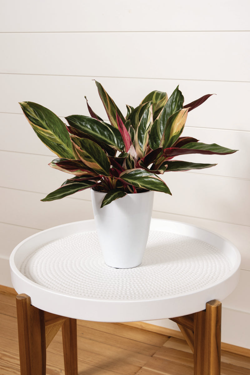 Socialite Triostar plant with variegated green, pink, and white leaves.