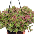 Succulent Crassula Capitella Red
