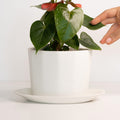 A white handmade oval porcelain planter and matching saucer containing a houseplant