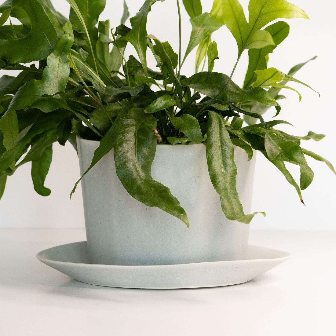 Handmade Porcelain Oval Planter with Matching Drainage Tray - Image 5