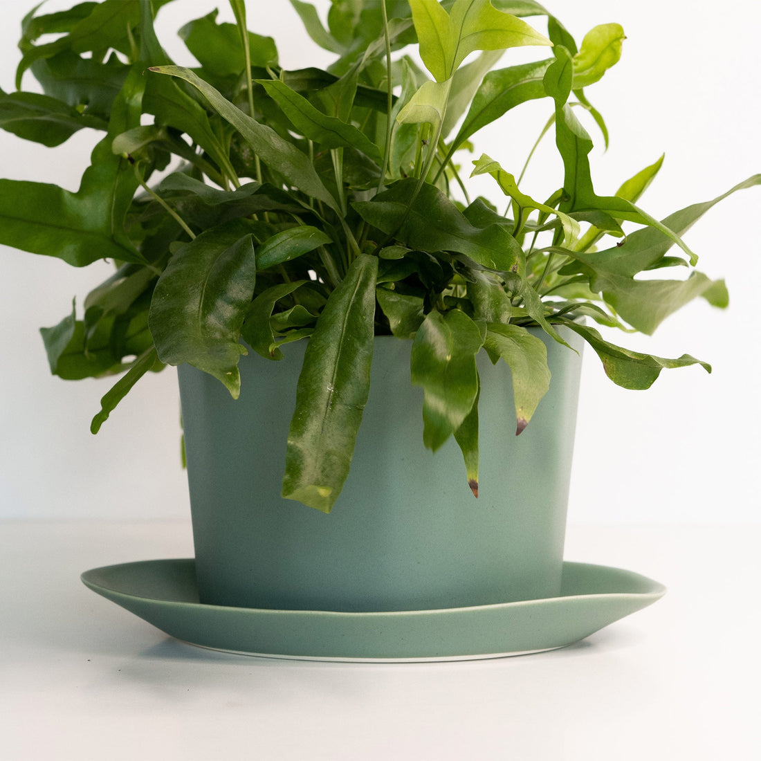 Handmade Porcelain Oval Planter with Matching Drainage Tray - Image 7