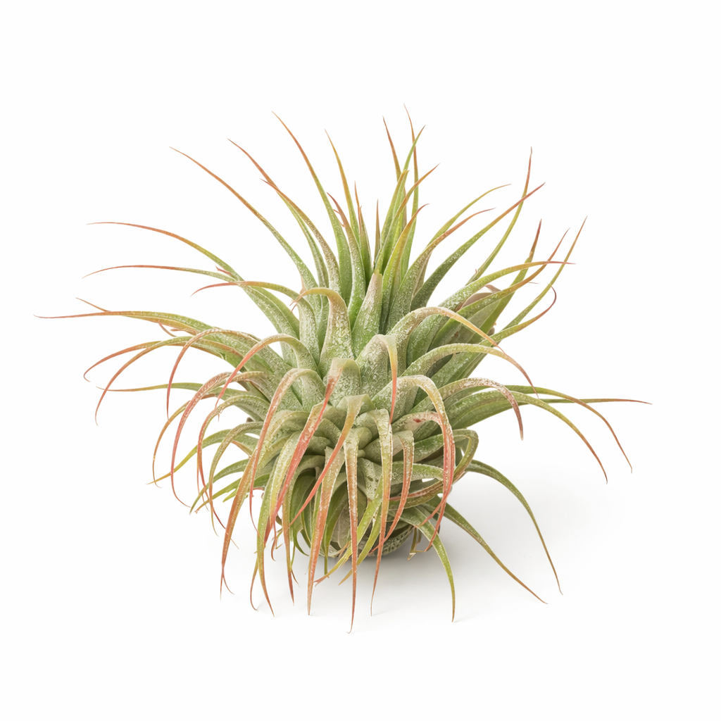 Tillandsia Air Plant Ionantha Guatemala