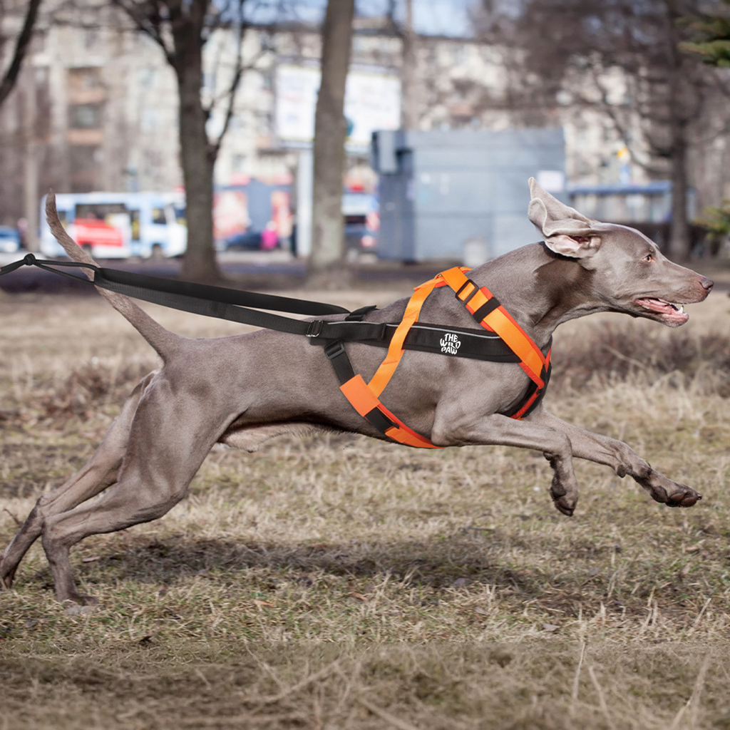 TrailControl No-Pull Dog Harness - High-Performance