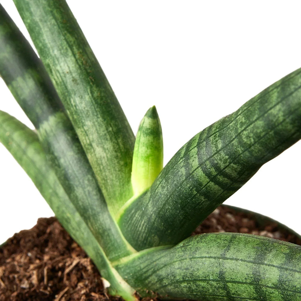 Snake Plant Starfish | Air-Purifying Cylindrical Sansevieria | House Plant Shop