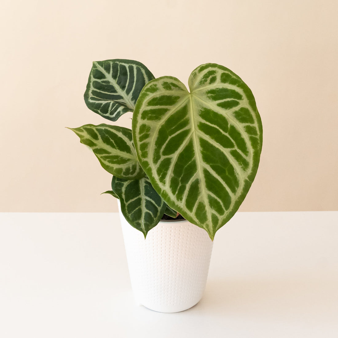 Heart's Desire Anthurium plant with heart-shaped green and red-blushed leaves in a minimalist home setting.