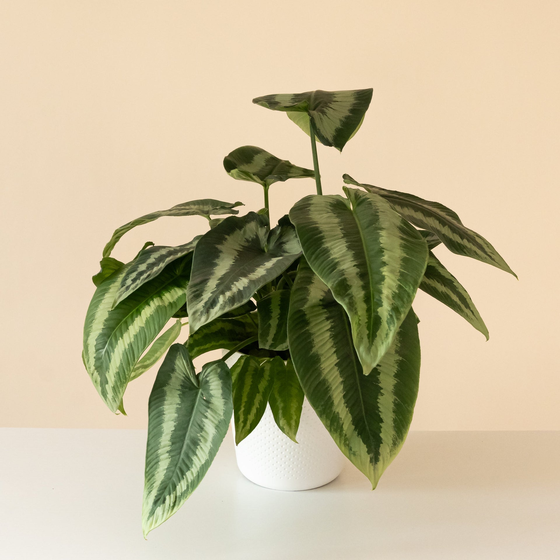 Art Deco Gothic Alocasia with dramatic arrowhead-shaped, corrugated green and silver leaves.