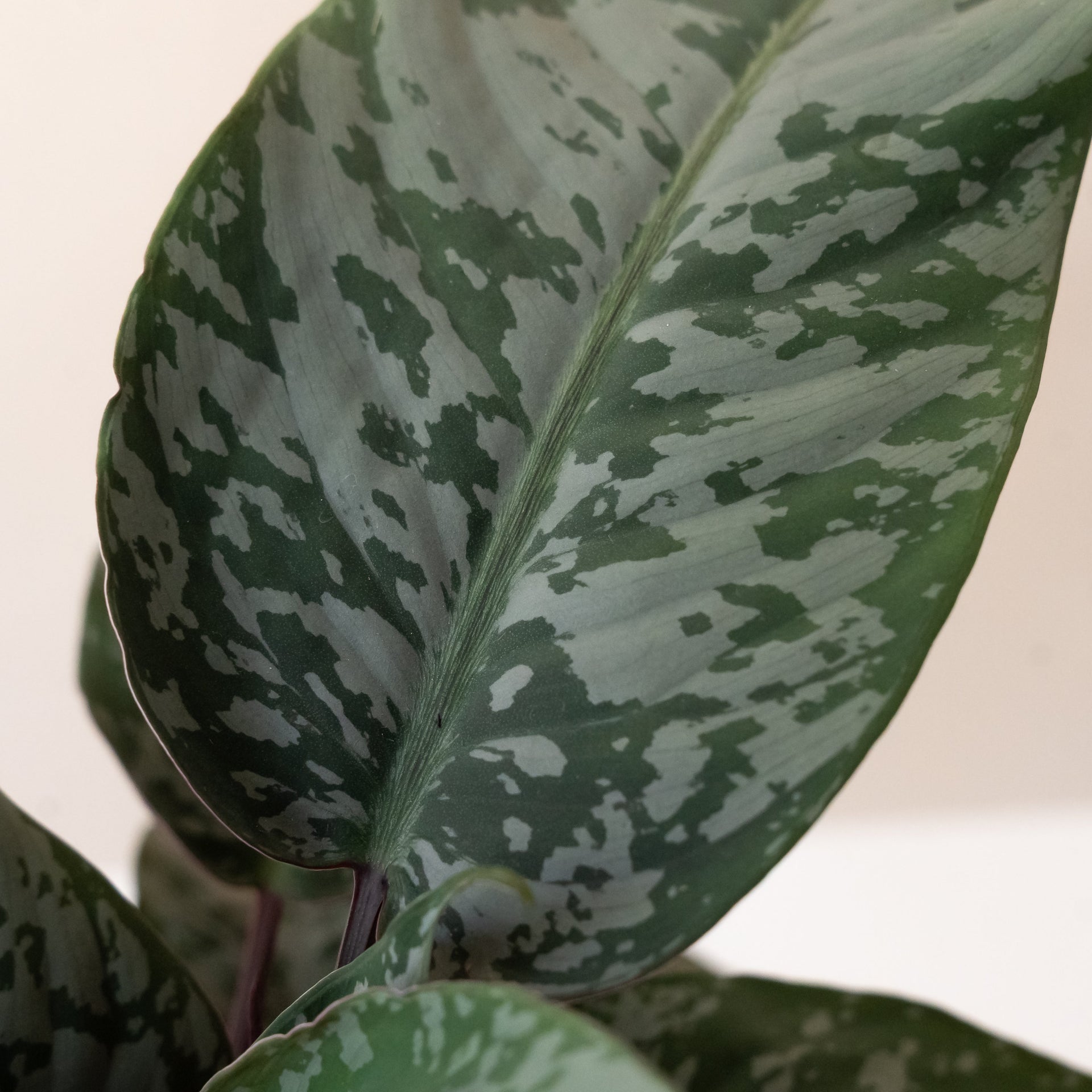 Art Deco Opulence Tropical Plant: Silky Silver Sword Leaves