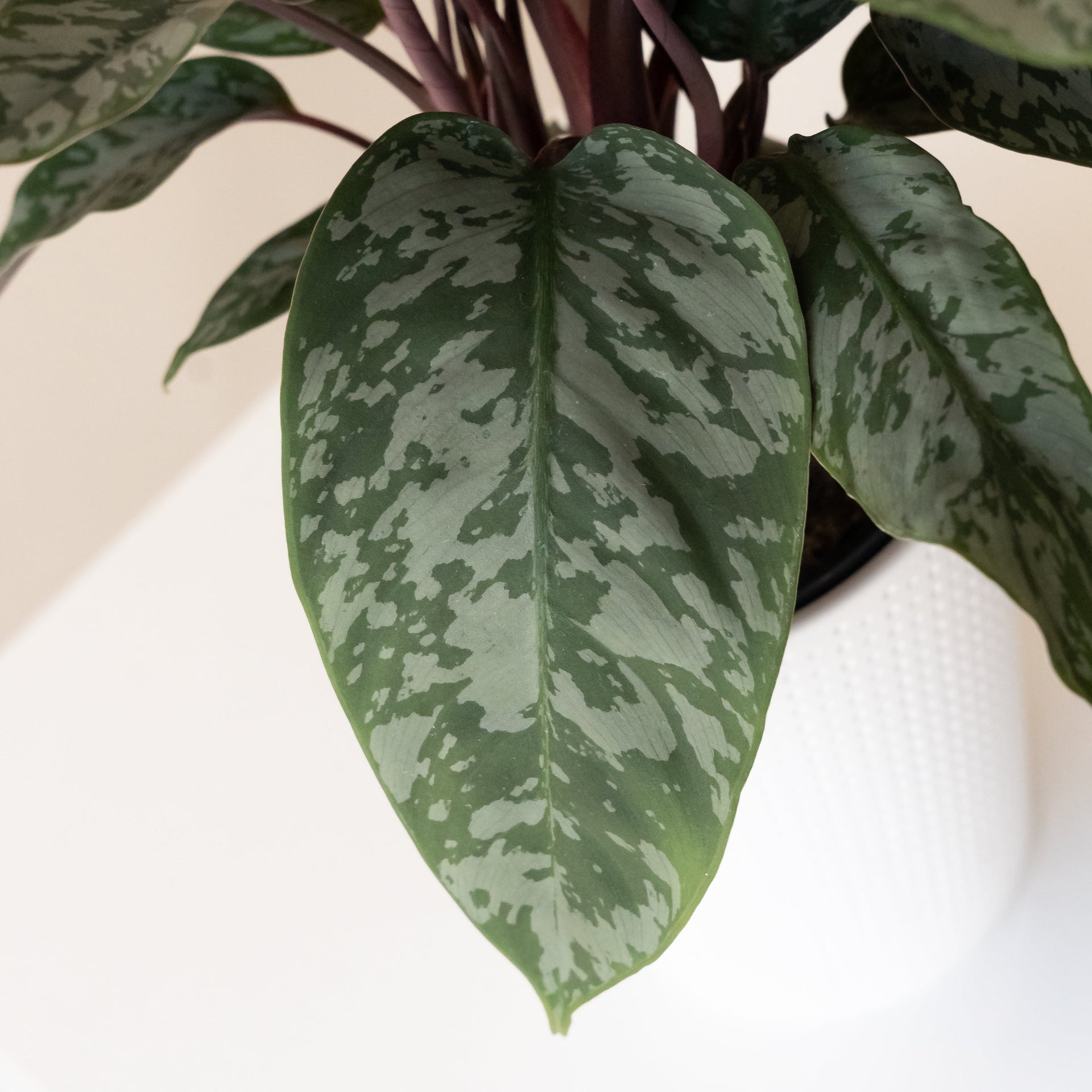 Art Deco Opulence Tropical Plant: Silky Silver Sword Leaves