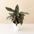 Close up of Art Deco Opulence tropical plant leaves showing silver abstract patterns on a green and maroon background.