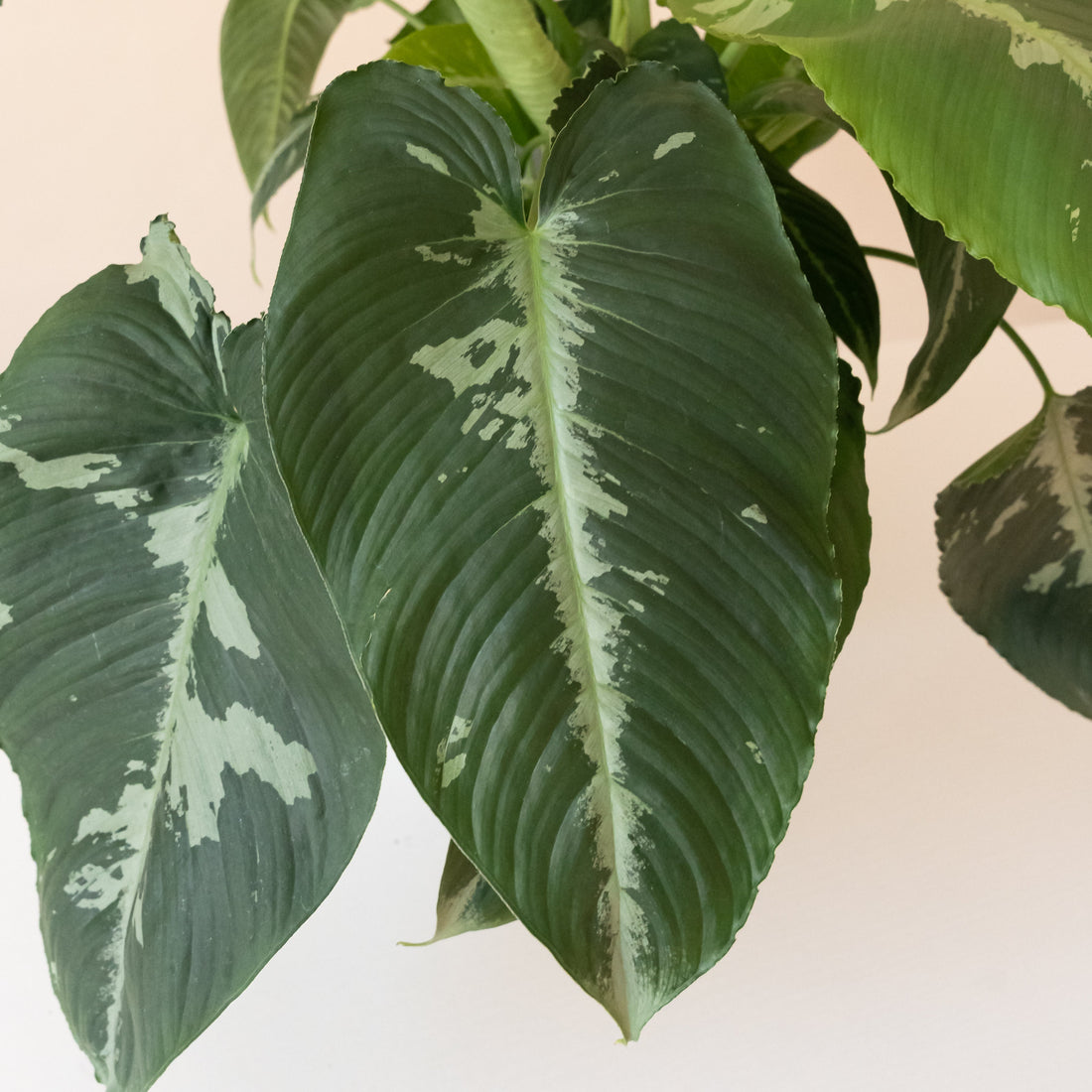 Art Deco™ Rivera™ Heart-Shaped Tropical Schismatoglottis