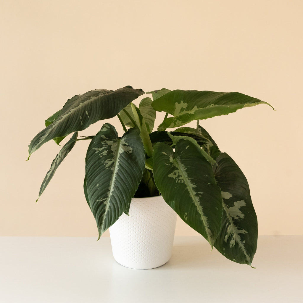 Art Deco™ Rivera™ plant with glossy heart-shaped emerald green leaves.
