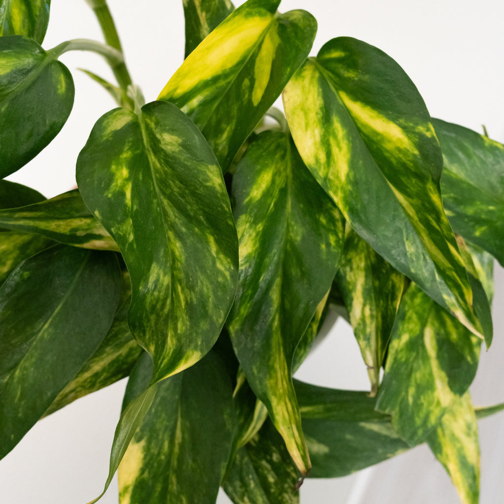 Golden Ray Botanical Plant - Minimalist Indoor Greenery