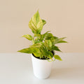 Golden Glen Houseplant in a Potted Planter
