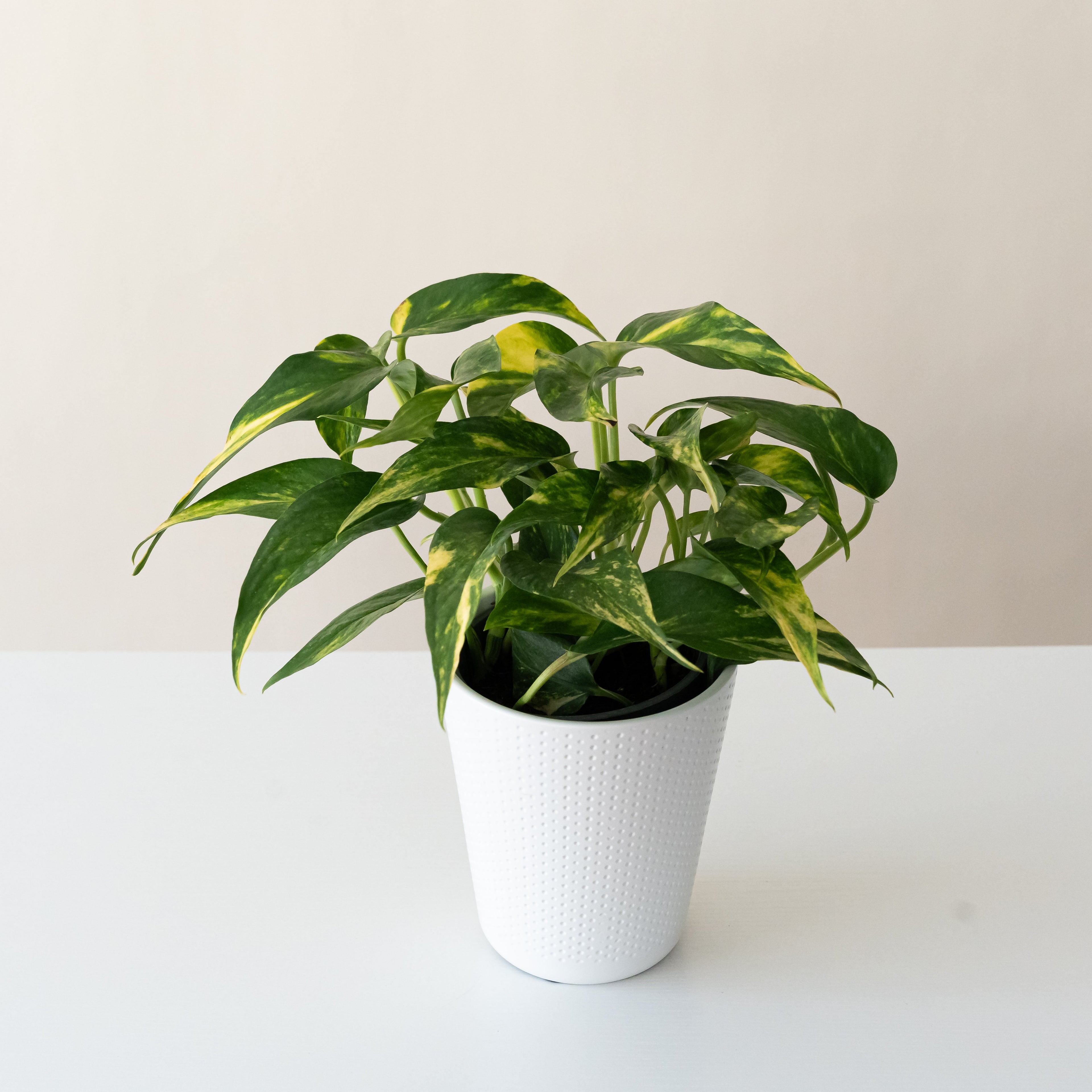 A Golden Ray plant with vibrant green, yellow, and white leaves in a minimalist indoor setting.