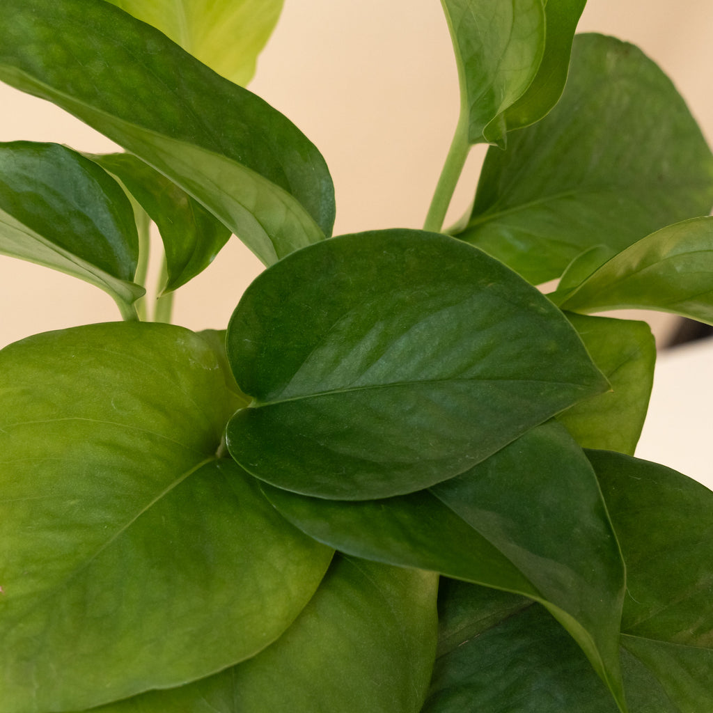 Jade Pothos Cascading Plant: Carefree Modern Biophilic Decor