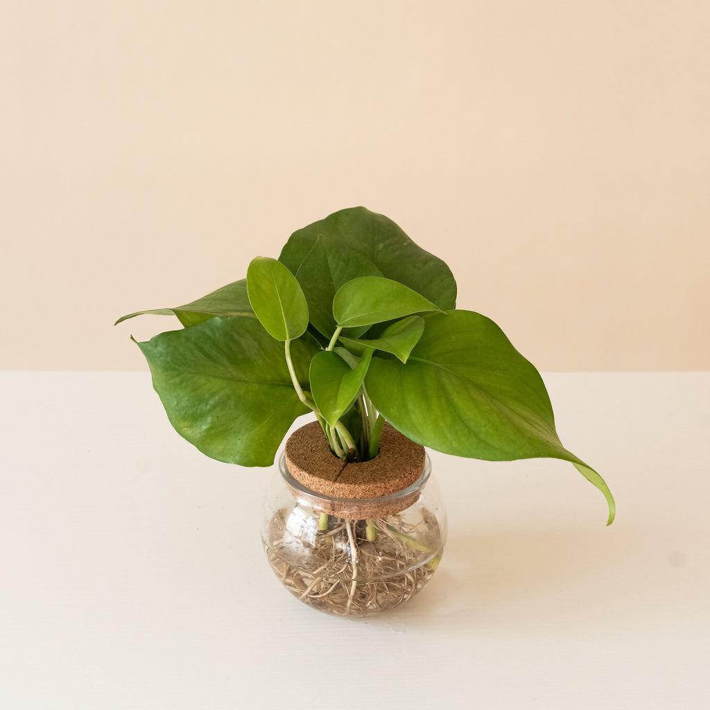 BeautiFall Jade pothos with cascading green vines in a simple brown planter.