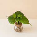 BeautiFall Jade pothos with cascading green vines in a simple brown planter.
