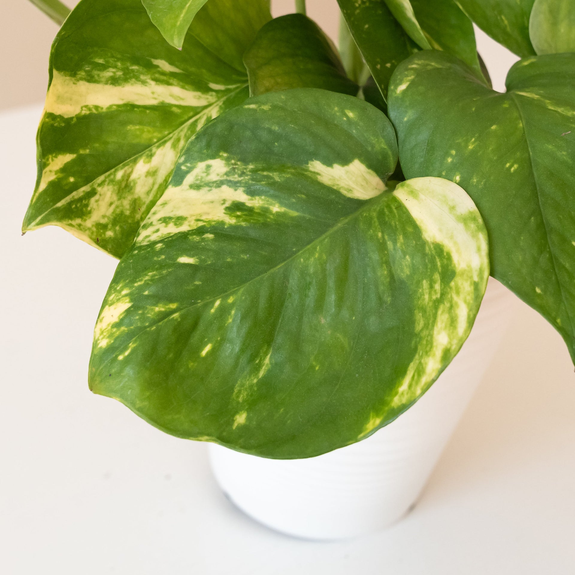 Summer Nights Trailing Houseplant: Green and Gold Leaf Decor