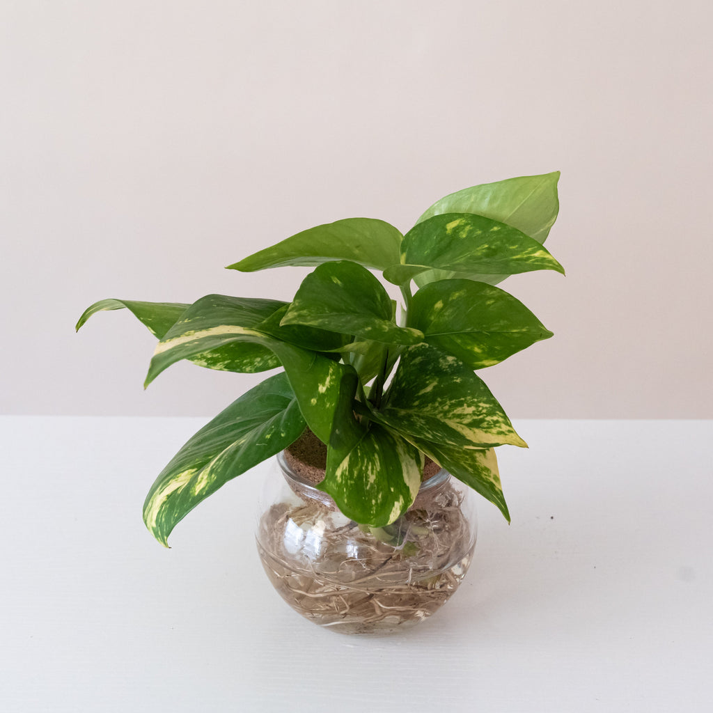 BeautiFall Summer Nights plant with marbled green and gold spade-shaped leaves in a hanging basket.