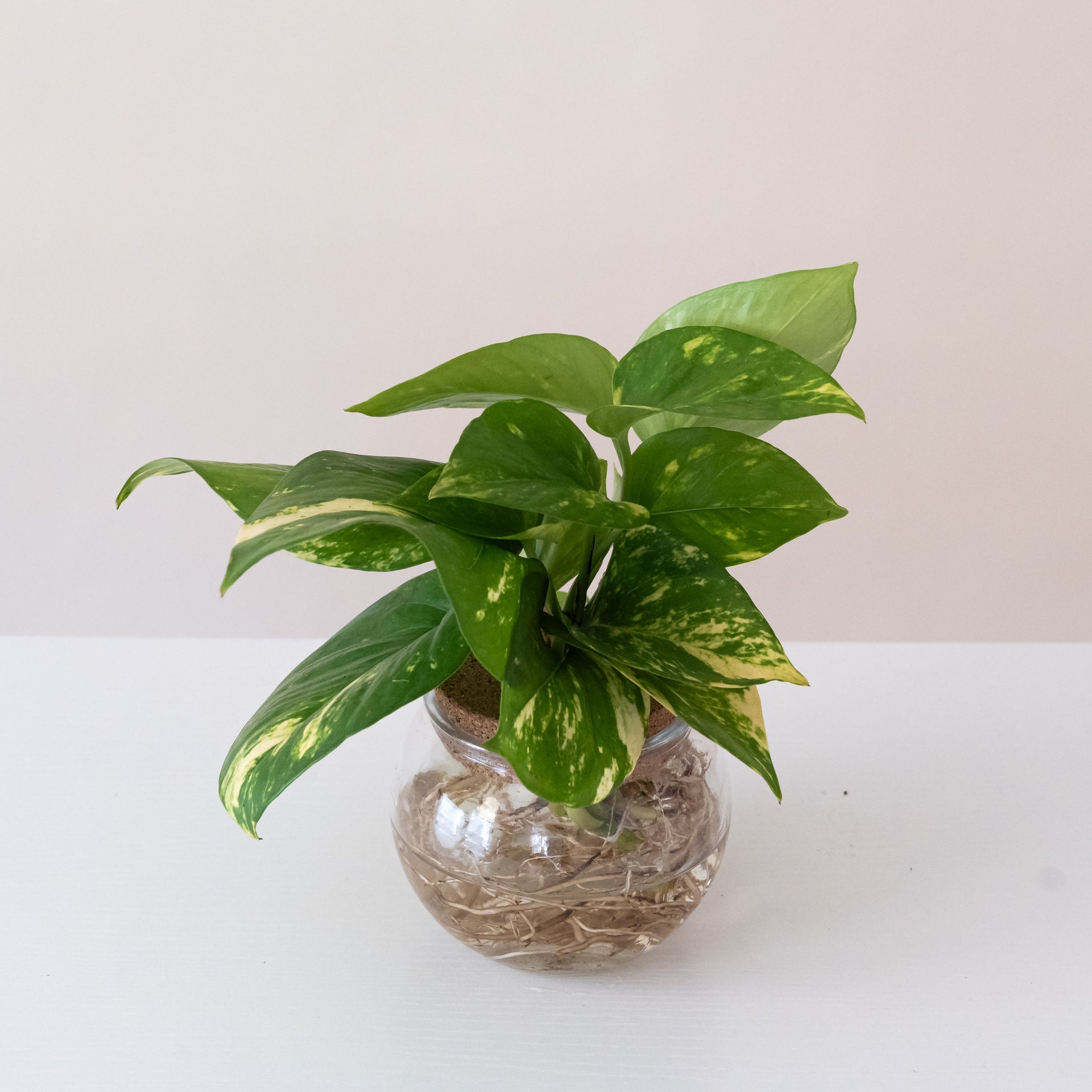 BeautiFall Summer Nights plant with marbled green and gold spade-shaped leaves in a hanging basket.