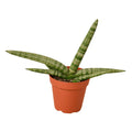 Snake Plant Starfish | Air-Purifying Cylindrical Sansevieria | House Plant Shop