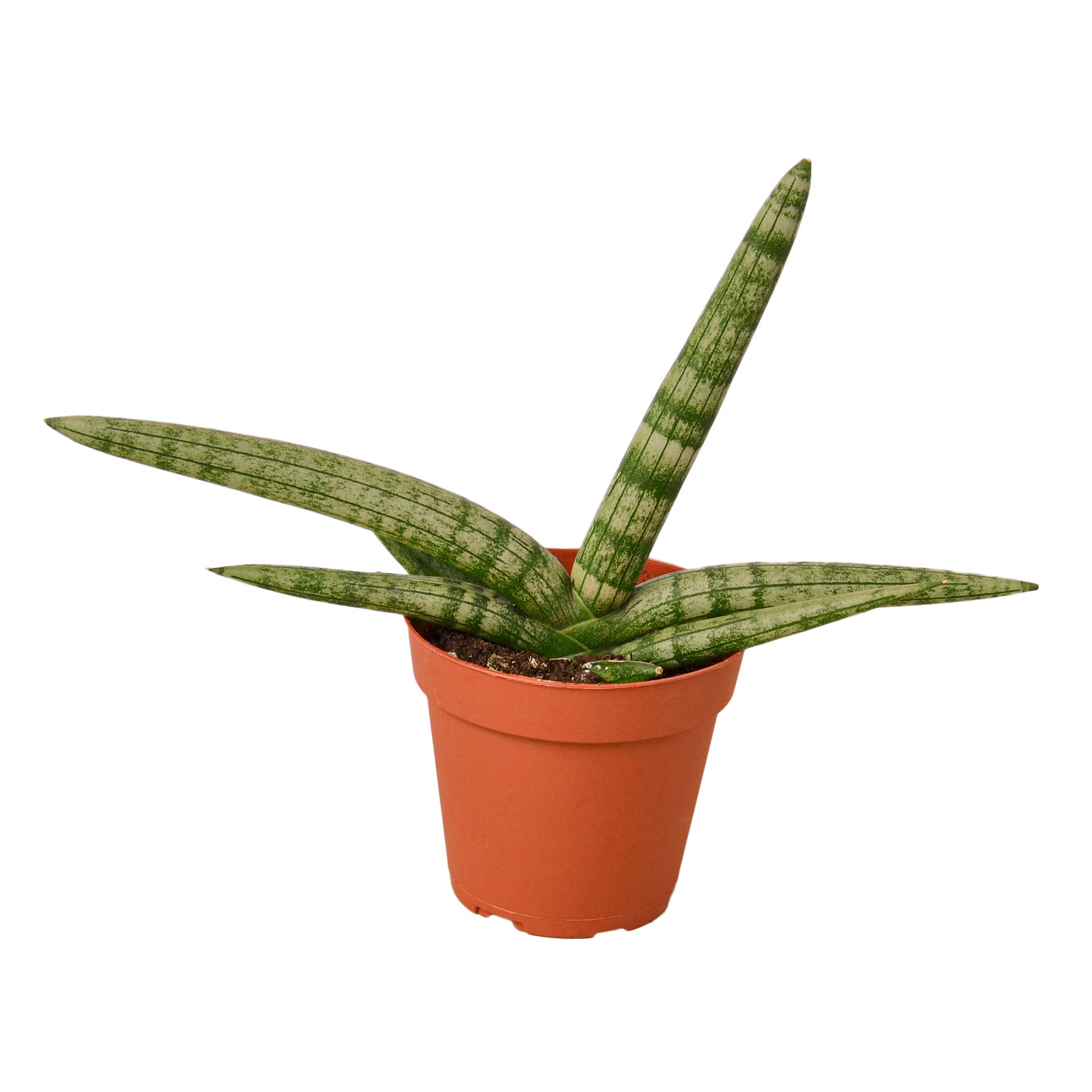 Snake Plant Starfish | Air-Purifying Cylindrical Sansevieria | House Plant Shop
