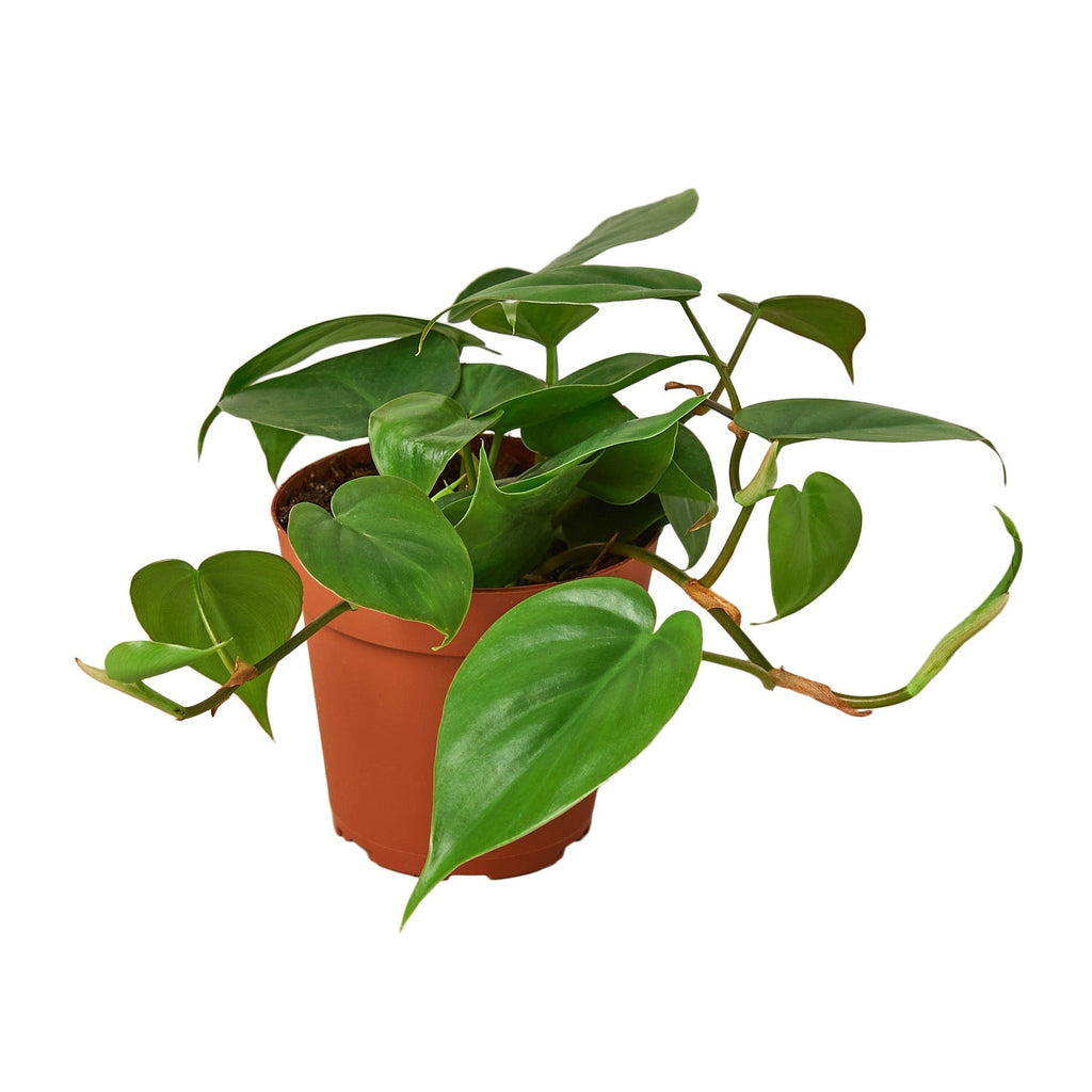 Philodendron Cordatum Heartleaf | Easy Care Climbing Houseplant | House Plant Shop