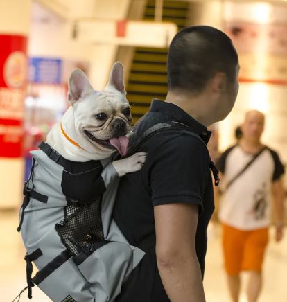 Hiking Pet Dog Carrier