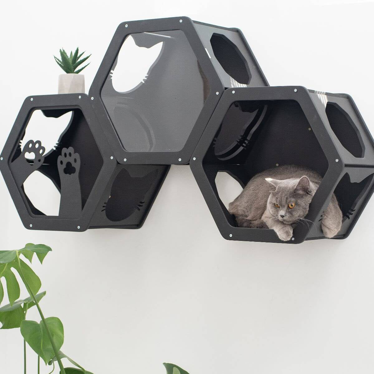Black Wall Mounted Cat Shelves for Climbing and Exploration