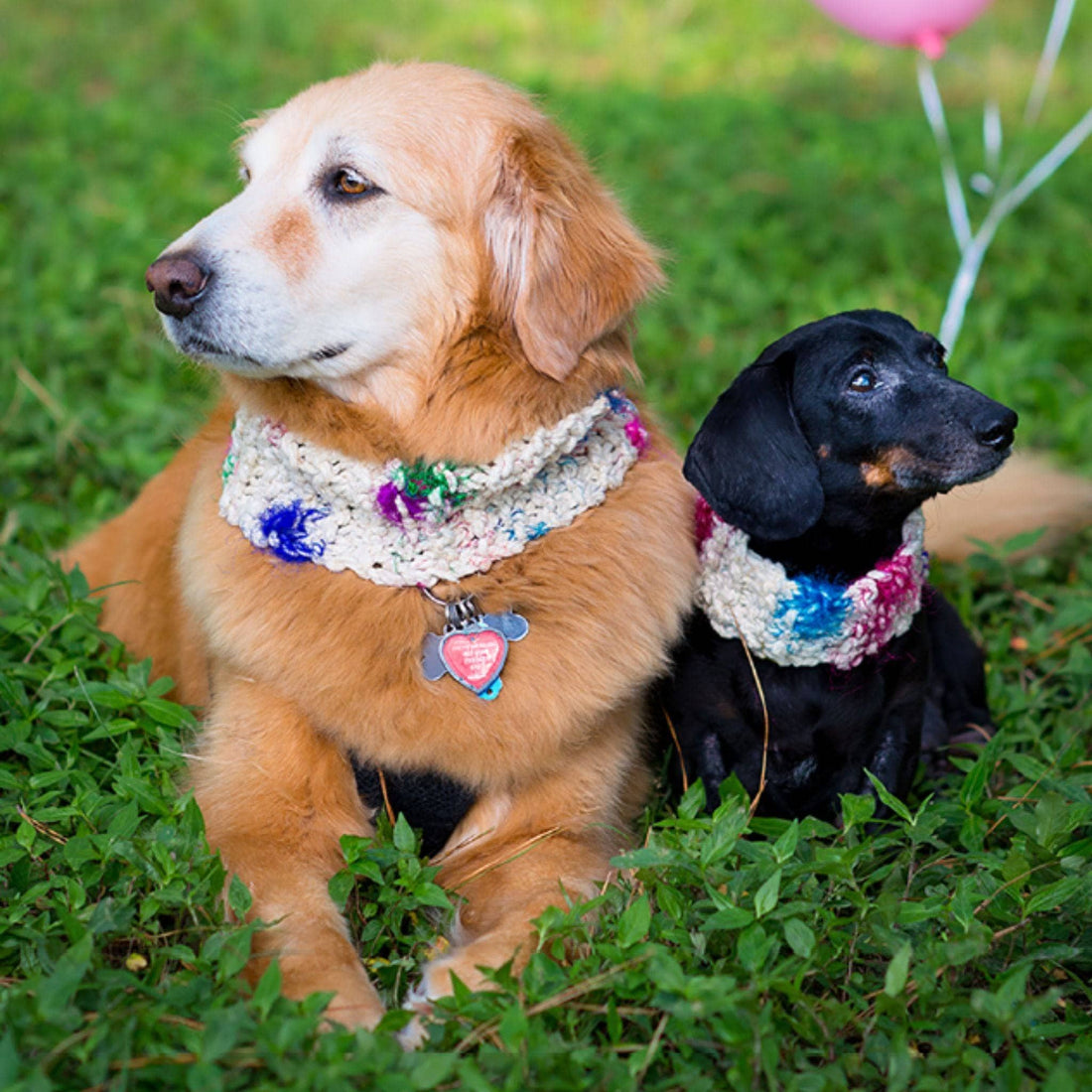 A dog wearing a handmade, multicolor and white knit accessory from the Celebration Canine Kit.