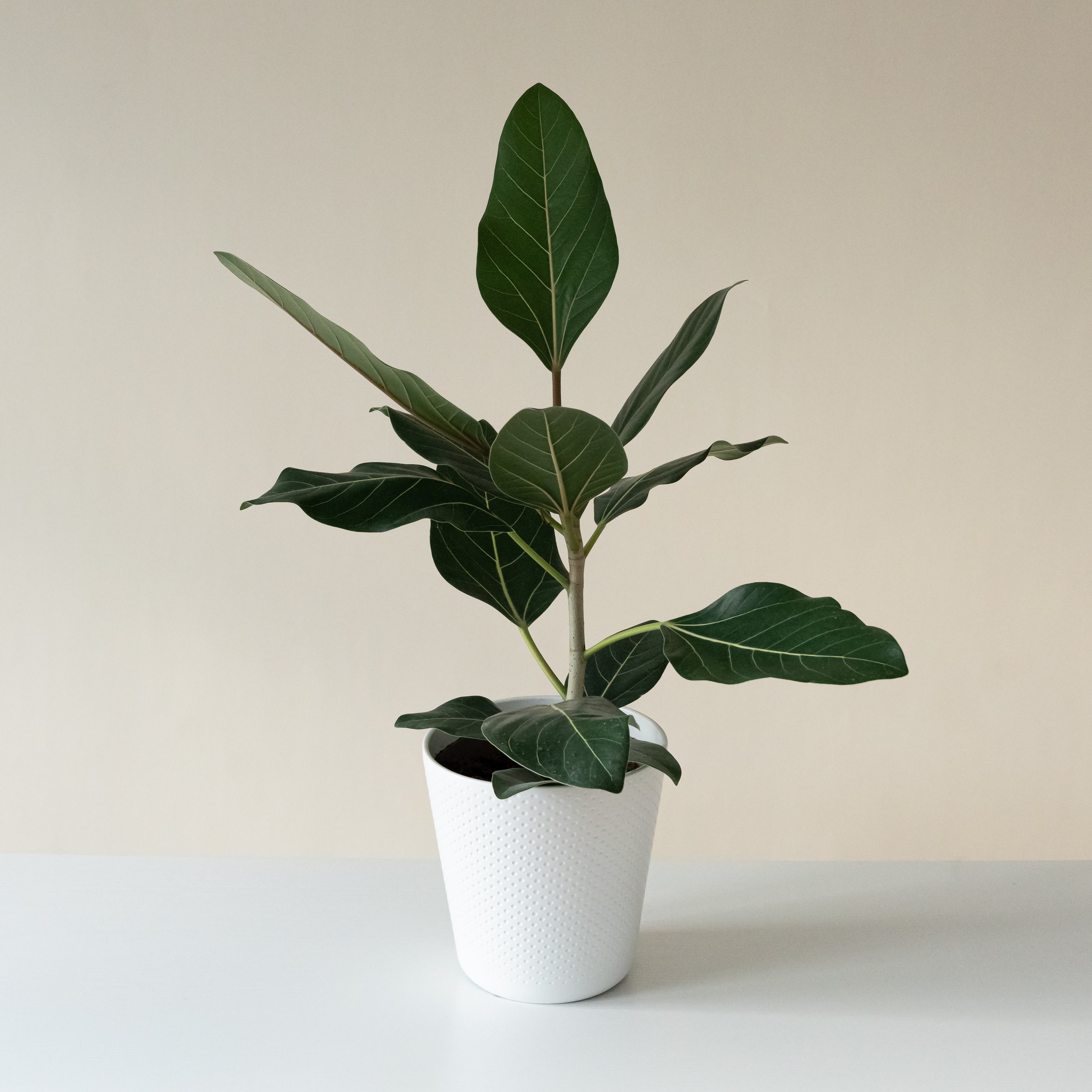 A lush green Chandelier Happiness Ficus plant in a minimalist white interior space.