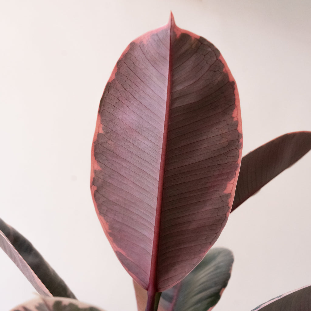 Chroma Belize Rubber Plant Variegated Pink Cream and Green