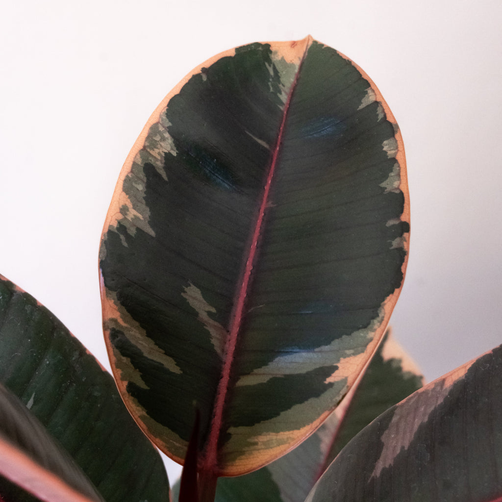 Chroma Belize Rubber Plant Variegated Pink Cream and Green