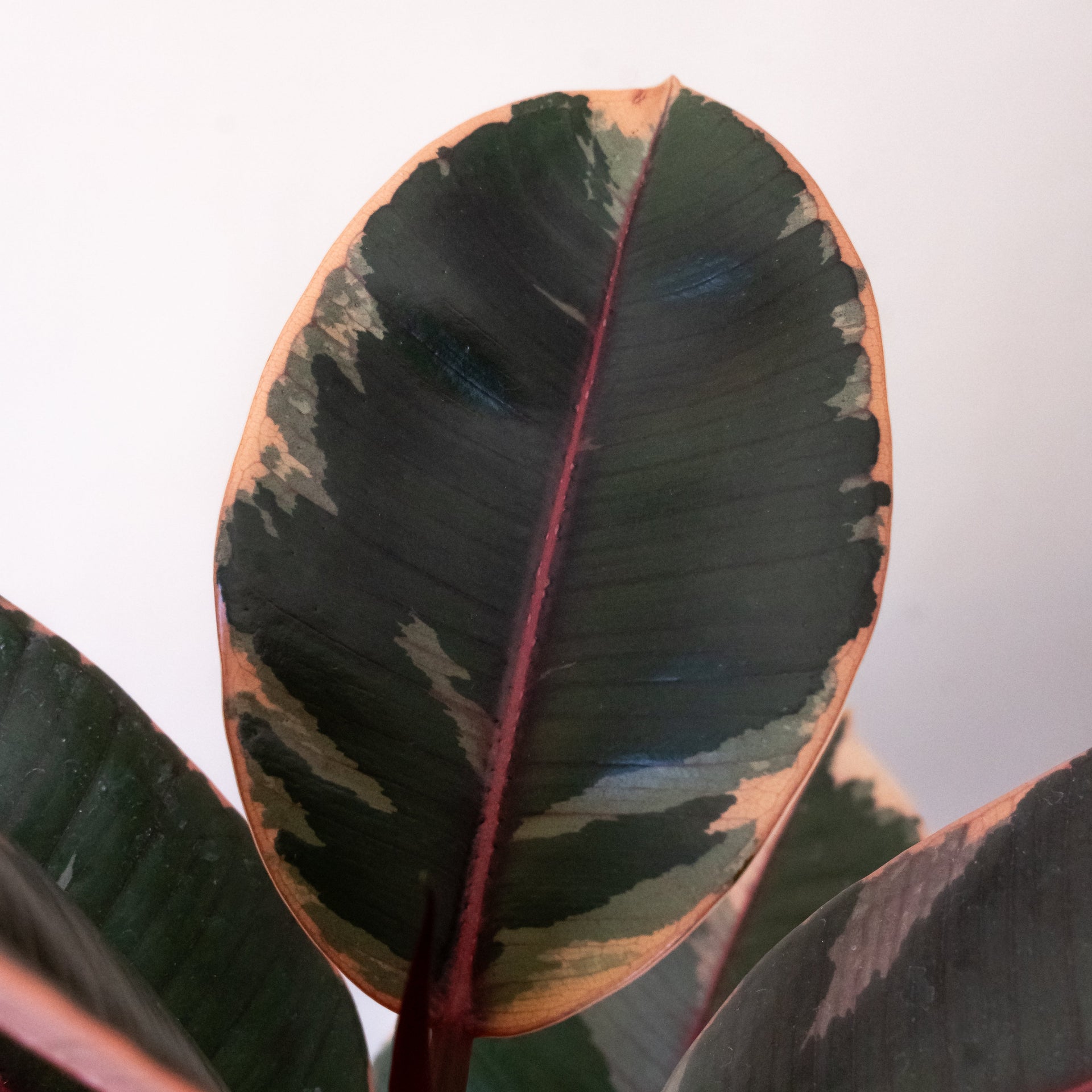Chroma Belize Rubber Plant Variegated Pink Cream and Green