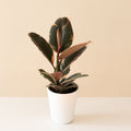 Chroma Belize Rubber Plant featuring thick, glossy leaves variegated in sunset pink, cream, and green against a modern minimalist background.