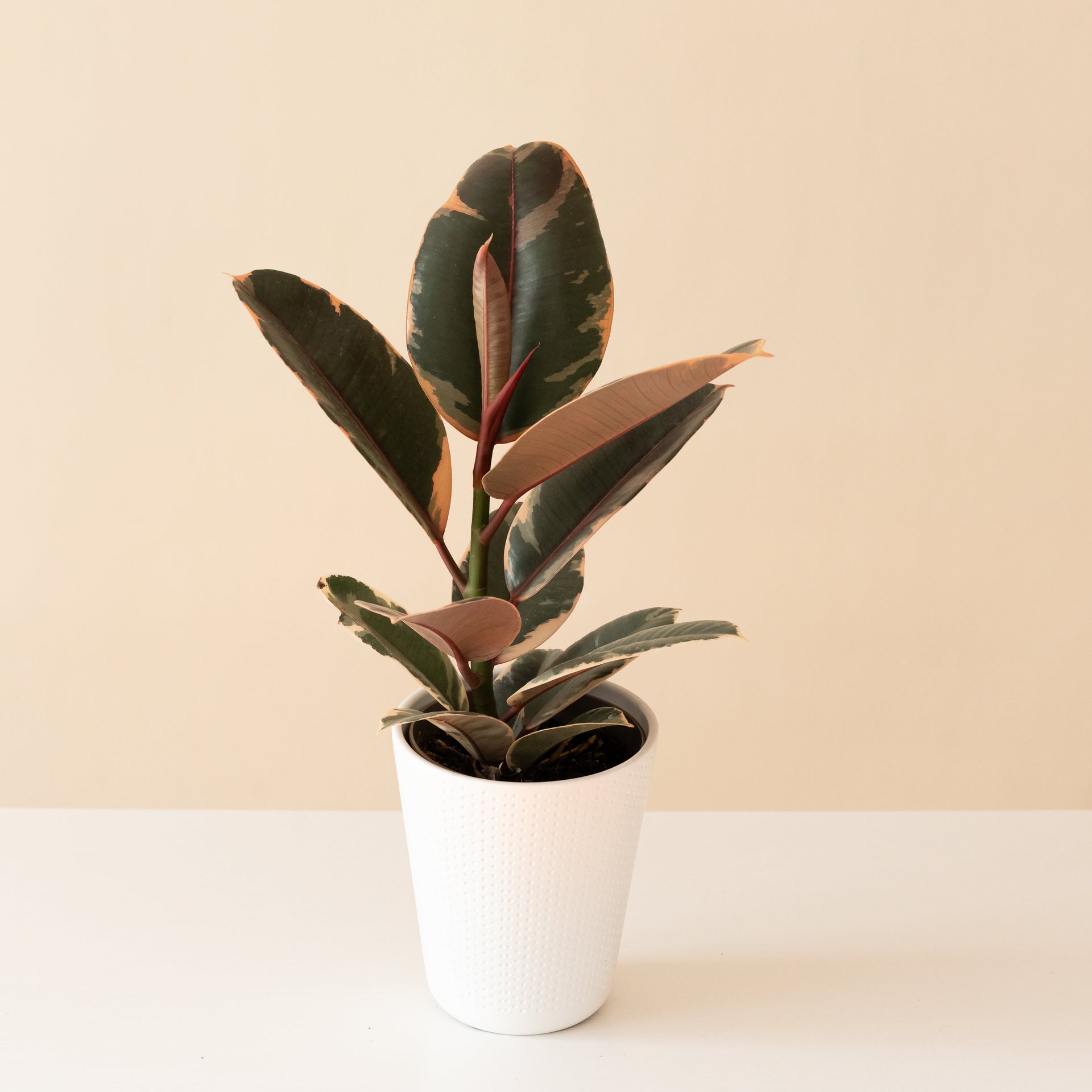 Chroma Belize Rubber Plant featuring thick, glossy leaves variegated in sunset pink, cream, and green against a modern minimalist background.