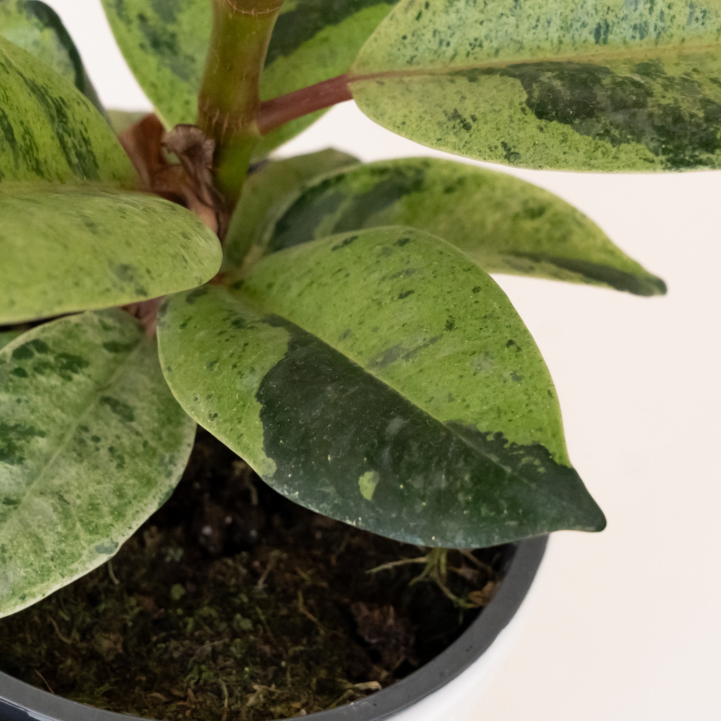 Chroma® Ghost Rider™ Ficus Elastica Variegated Rubber Plant 20"