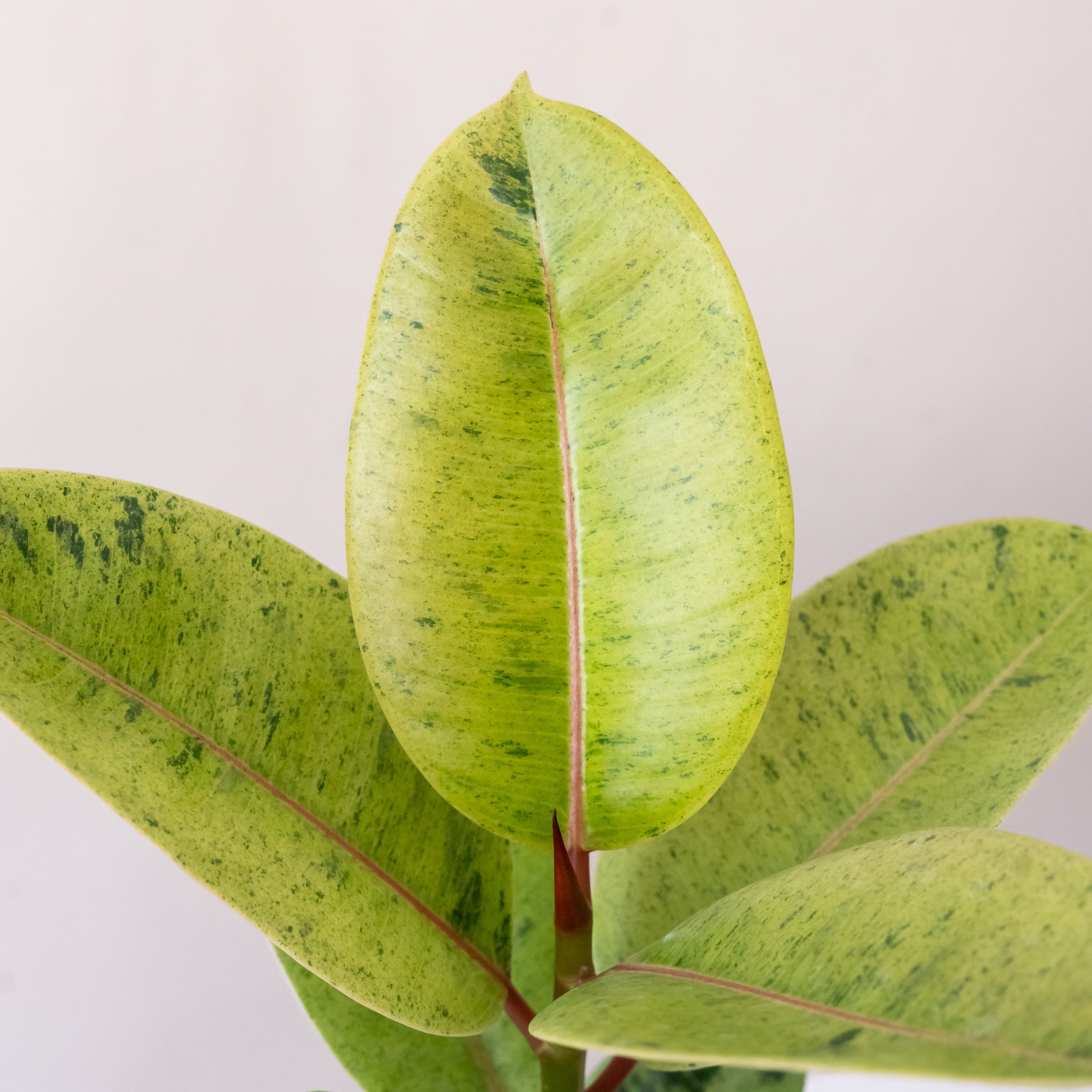 Chroma® Ghost Rider™ Ficus Elastica Variegated Rubber Plant 20"