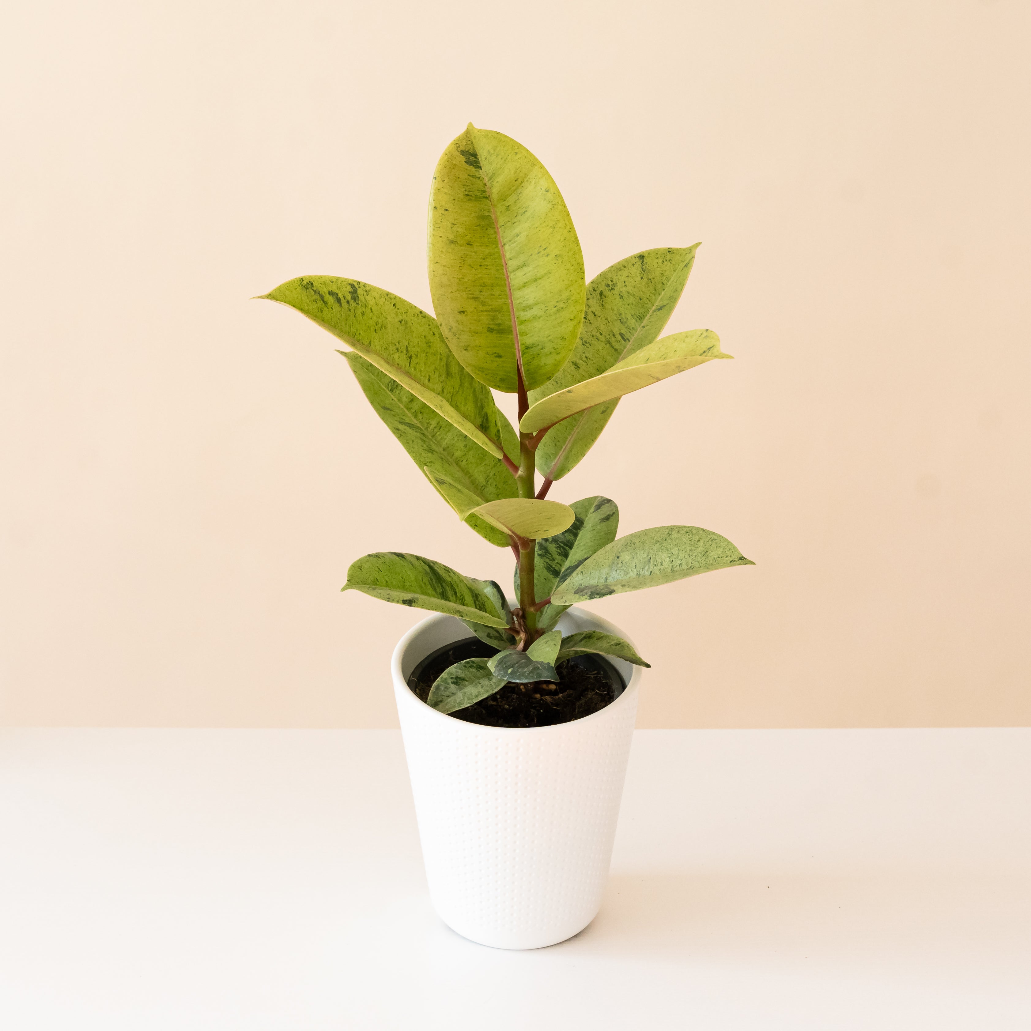Chroma® Ghost Rider™ Ficus elastica plant with variegated green and creamy white leaves in a ceramic pot.