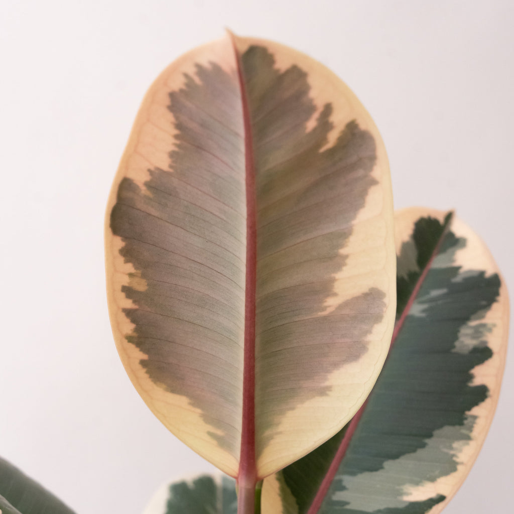 Chroma Tineke Rubber Plant Variegated Green Cream Pink Indoor
