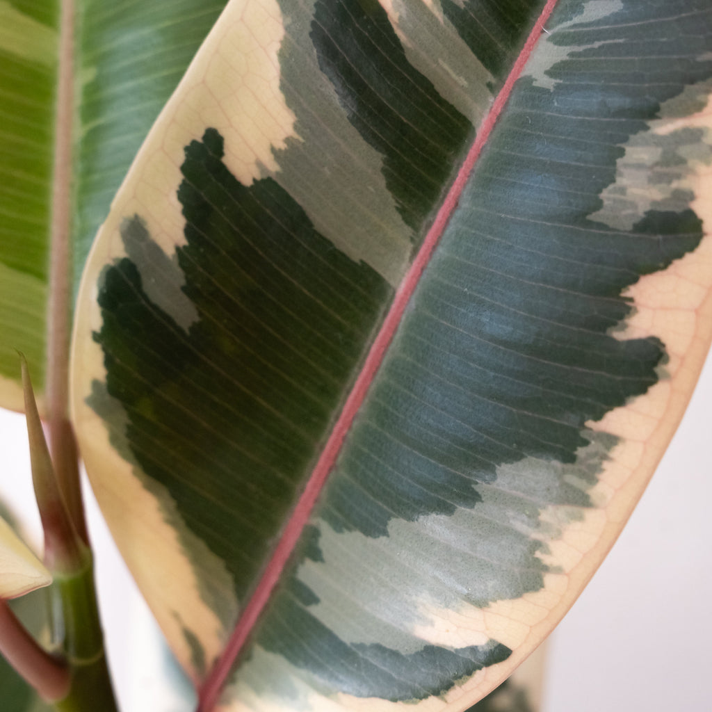 Chroma Tineke Rubber Plant Variegated Green Cream Pink Indoor