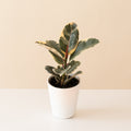 Chroma Tineke Rubber Plant with variegated green and cream ovate leaves
