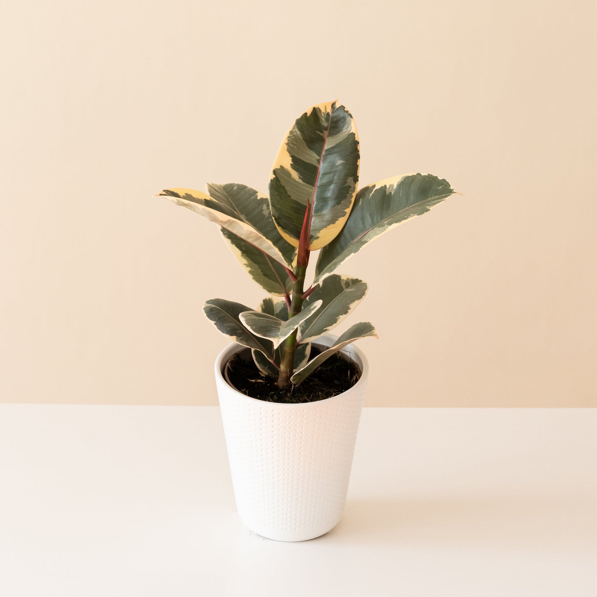 Chroma Tineke Rubber Plant with variegated green and cream ovate leaves