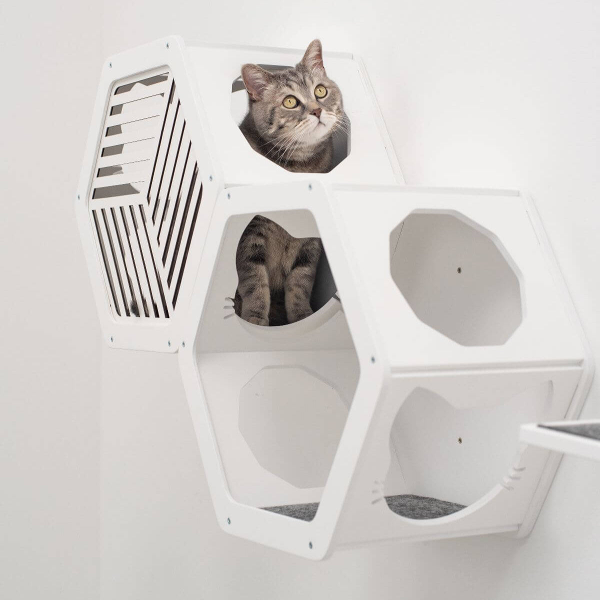 Wall-Mounted Cat Climbing Shelves for Indoor Play and Exercise